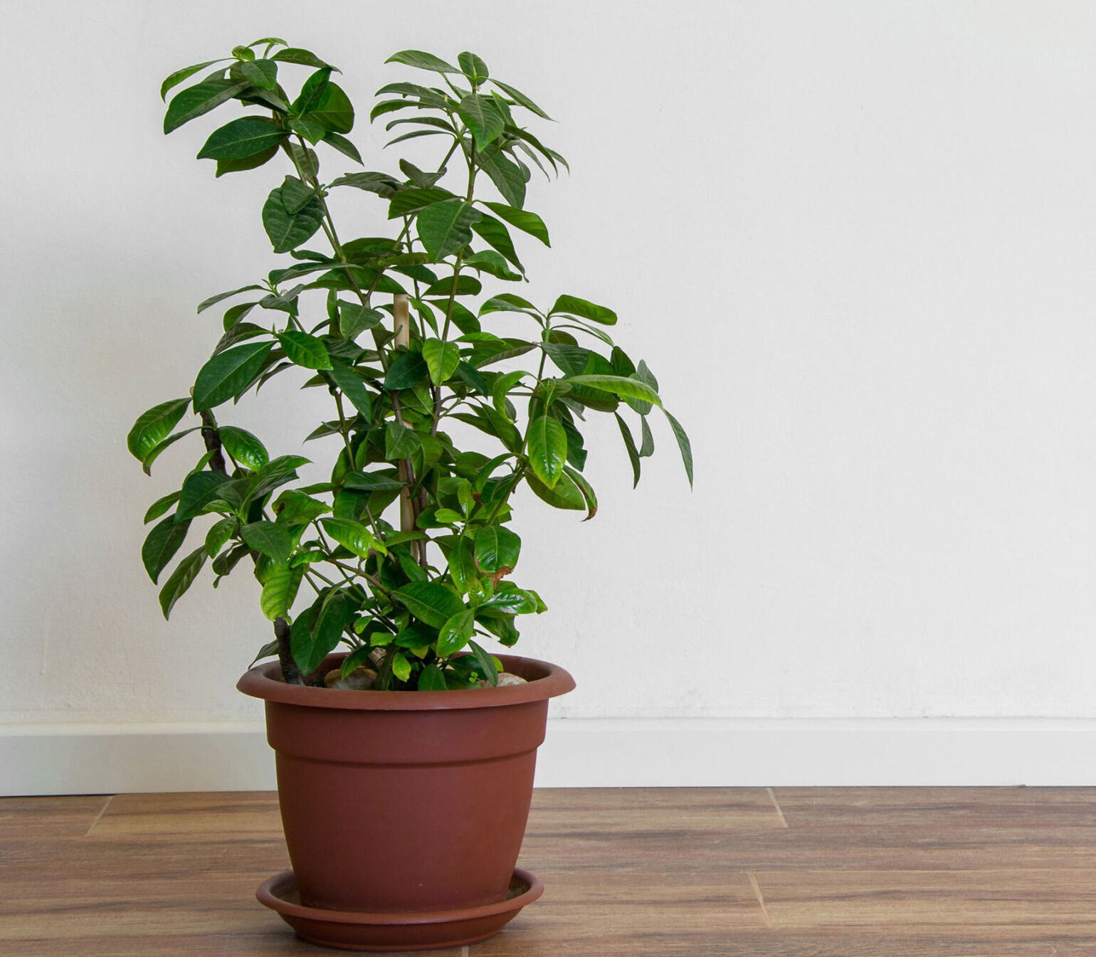 Exercise your green thumb